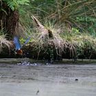 Eisvogel am Naturweiher III