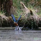 Eisvogel am Naturweiher IV