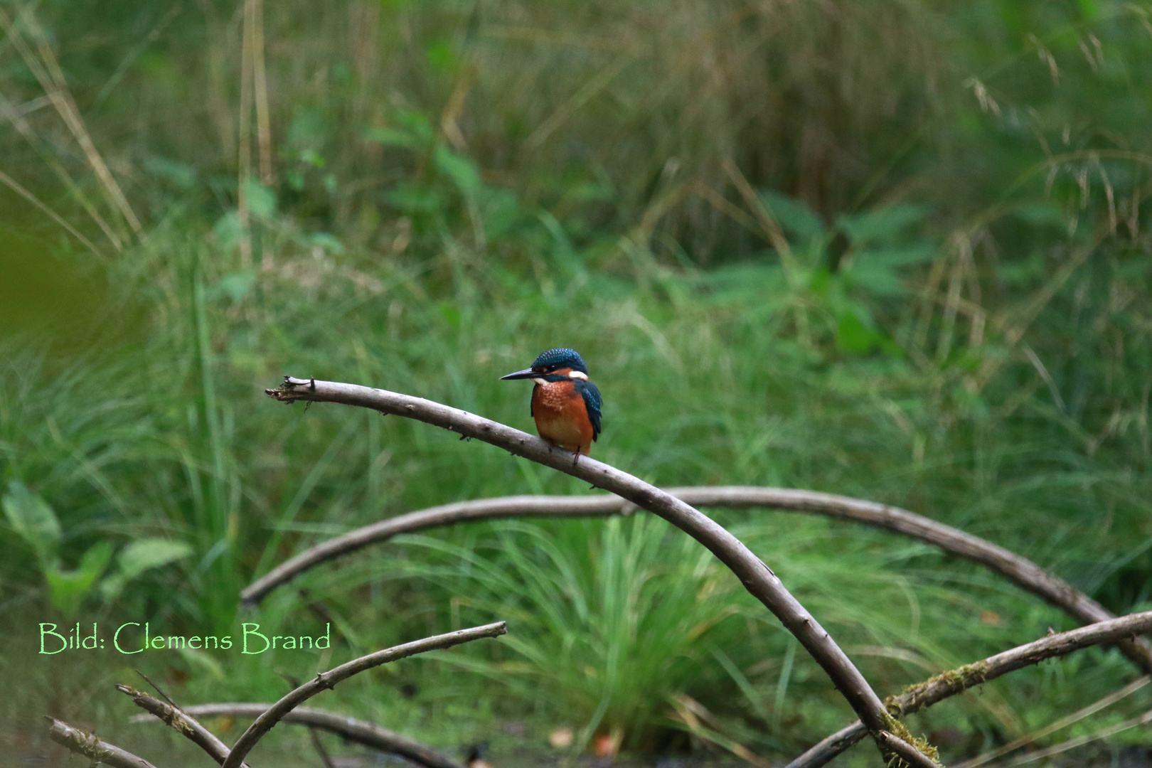 Eisvogel am Naturweiher V