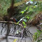 Eisvogel am Naturweiher VI von VII