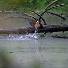 Eisvogel am Naturweiher VII