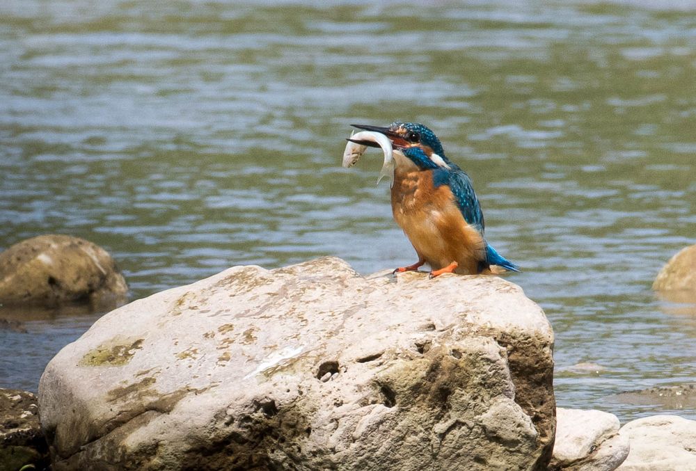 Eisvogel am Neckar