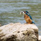 Eisvogel am Neckar