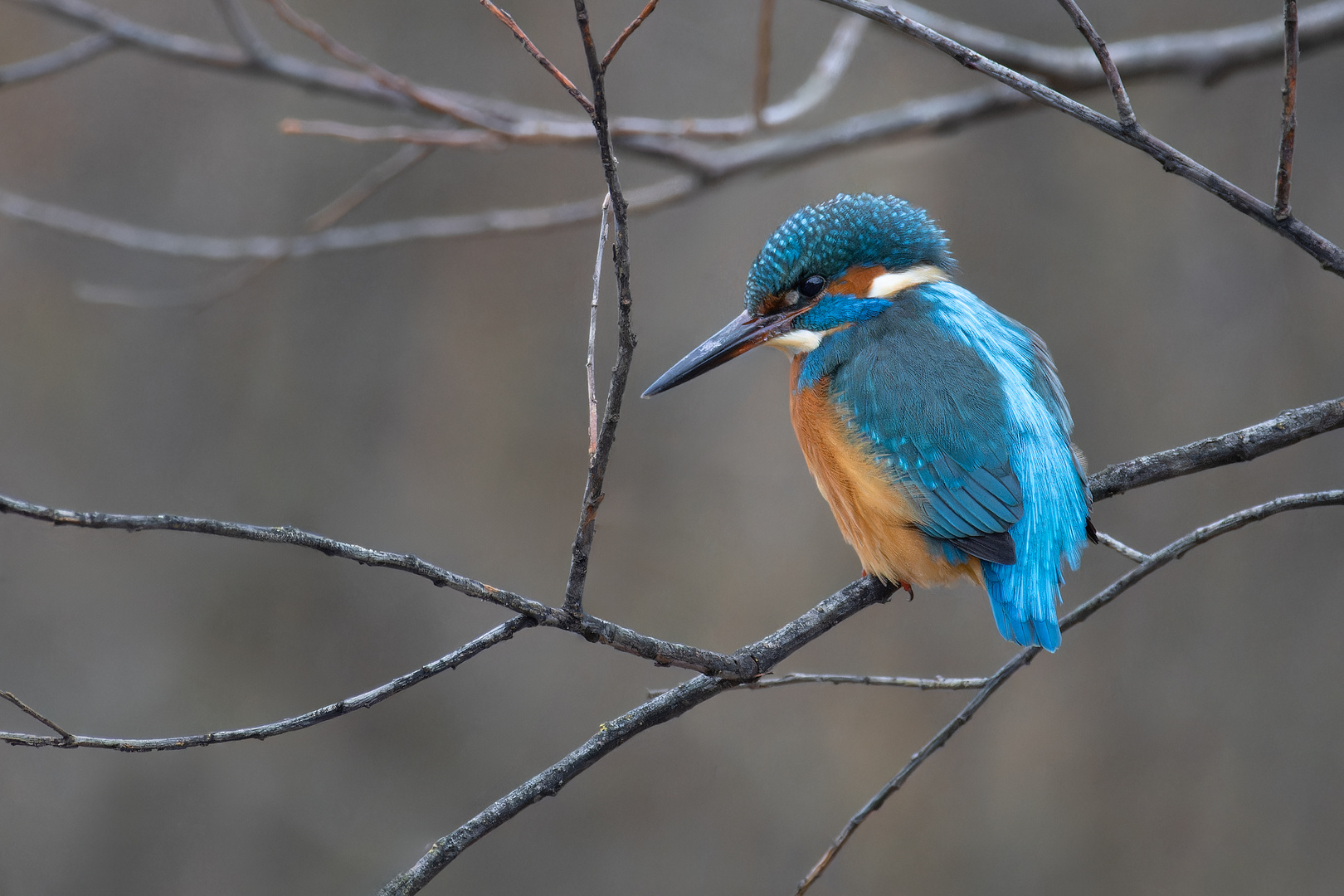 Eisvogel am Neckar