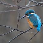 Eisvogel am Neckar