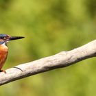 Eisvogel am Neuenburgersee