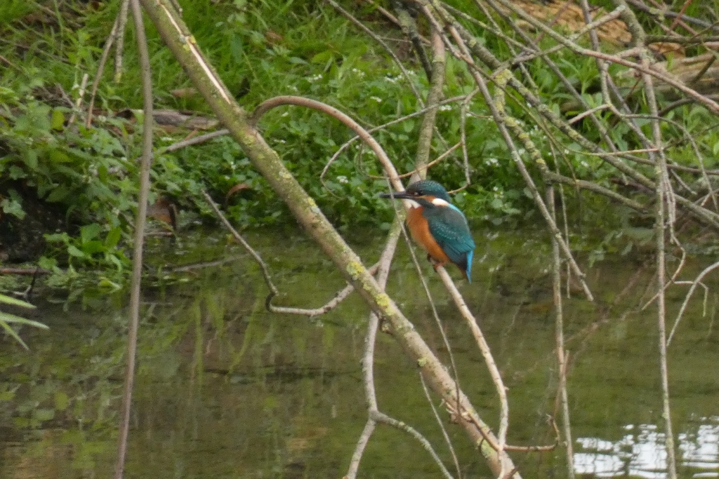 Eisvogel am Niederwerrieser Weg