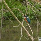 Eisvogel am Niederwerrieser Weg