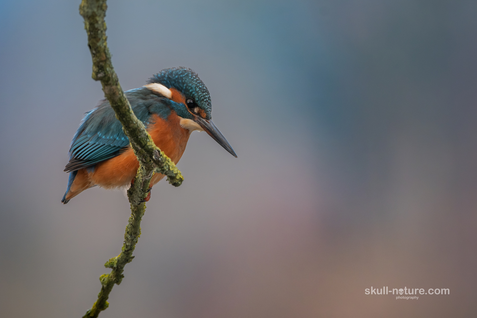 Eisvogel am Obersee (Bielefeld)