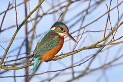 Eisvogel am Pfäffikersee