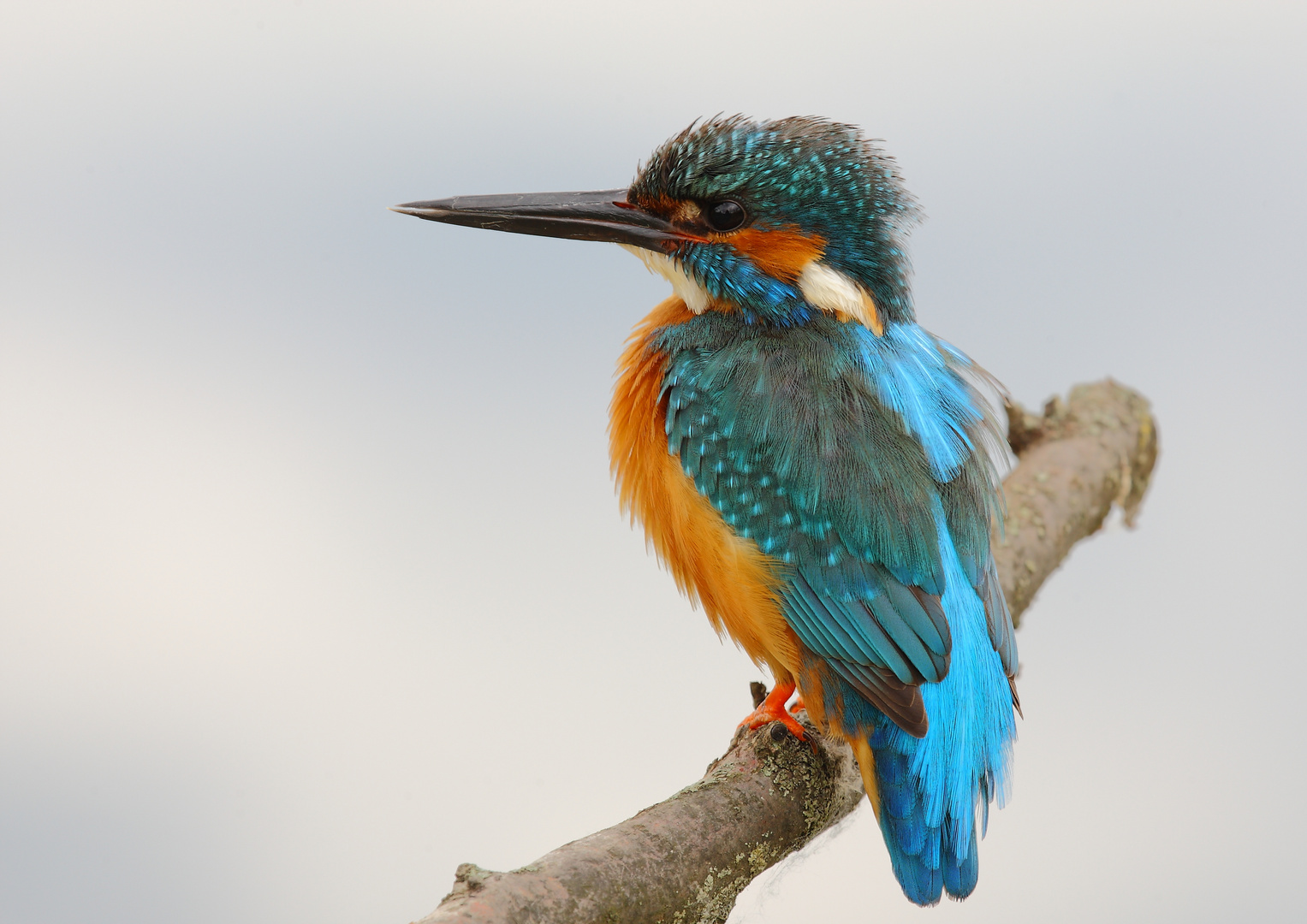 Eisvogel am Pfingstsonntag 2012