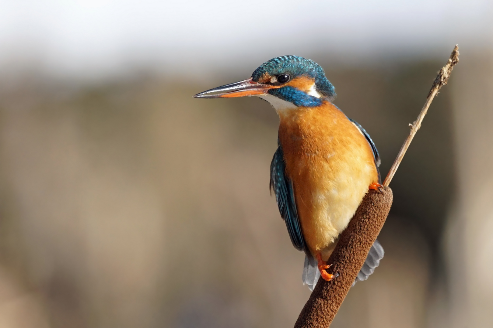 Eisvogel am Rohrkolben 