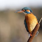 Eisvogel am Rohrkolben 