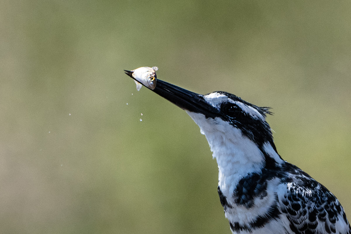 Eisvogel am Sambesi Fluss