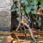 Eisvogel am Schlossgraben