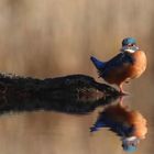 Eisvogel am See