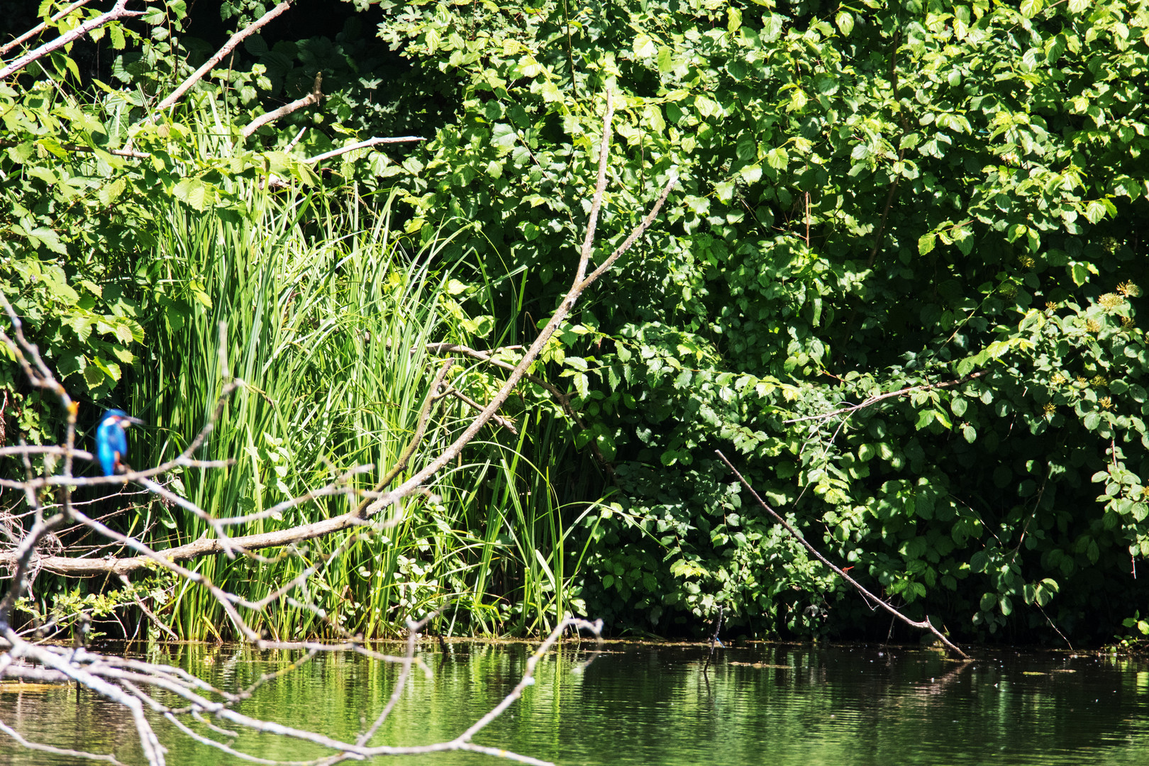 Eisvogel am See