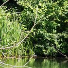 Eisvogel am See