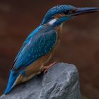 Eisvogel am See