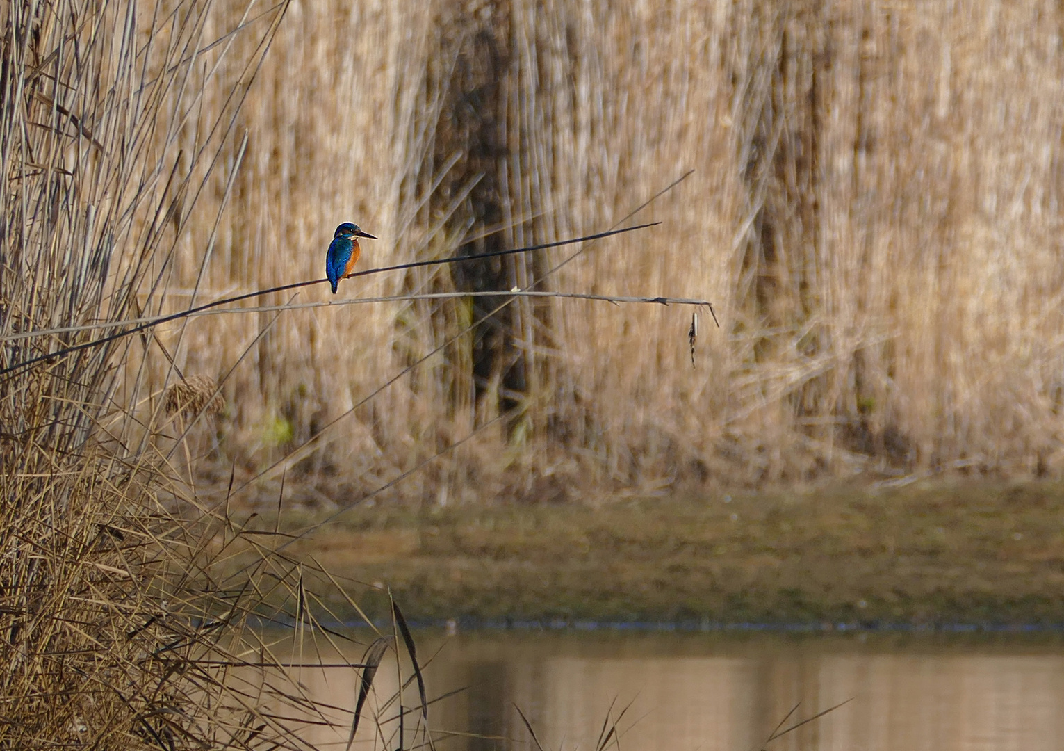 Eisvogel am Seeufer