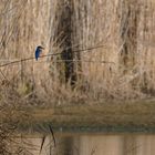 Eisvogel am Seeufer