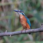 Eisvogel am Tauerwiesenteich