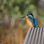 Eisvogel am Teich