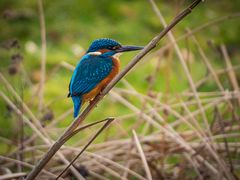 Eisvogel am Teich