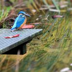 Eisvogel am Teich im Hausgarten