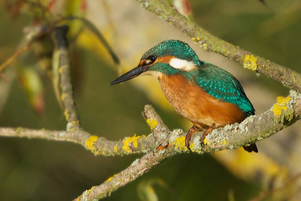 Eisvogel am Tollensesee