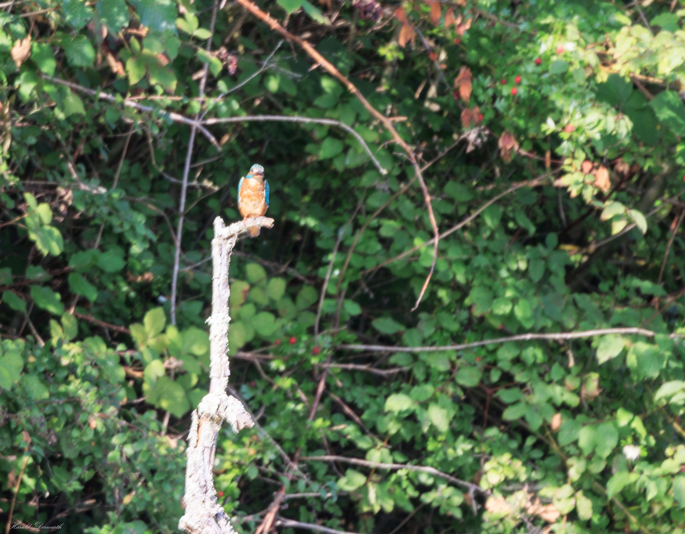 Eisvogel am Zeuterner See