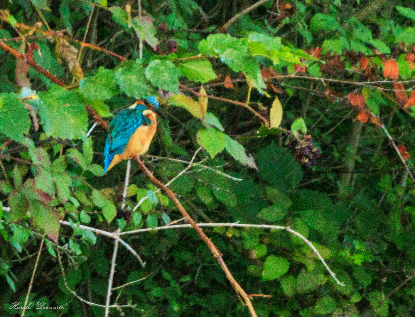 Eisvogel am Zeuterner See