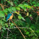 Eisvogel am Zeuterner See