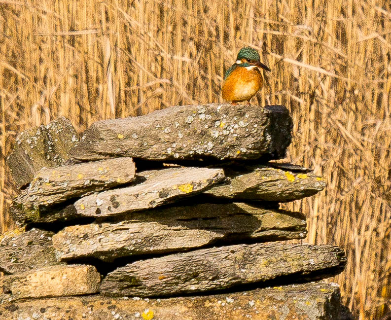 Eisvogel an der Aare