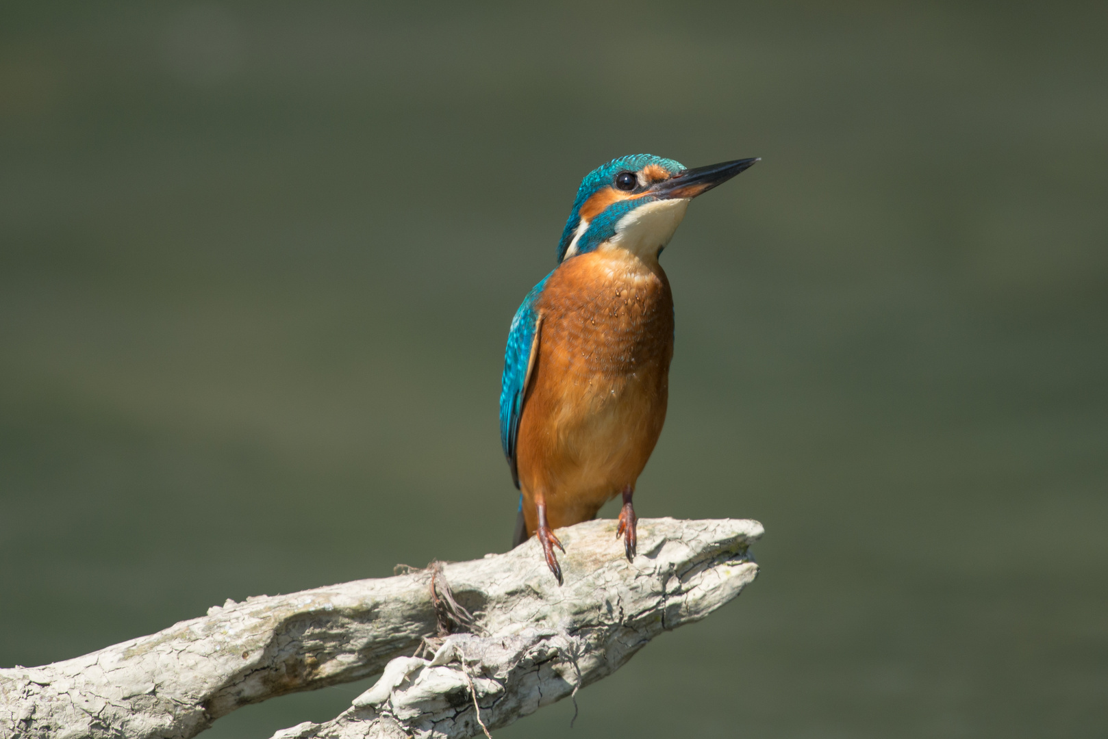 Eisvogel an der alten Aare im Seeland