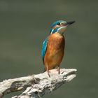 Eisvogel an der alten Aare im Seeland