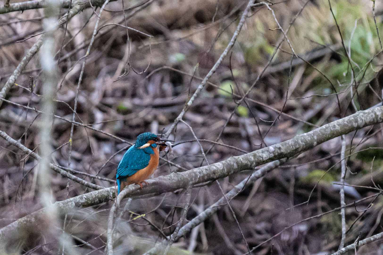 Eisvogel an der Altmühl bei der Jagd