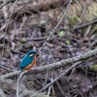 Eisvogel an der Altmühl bei der Jagd