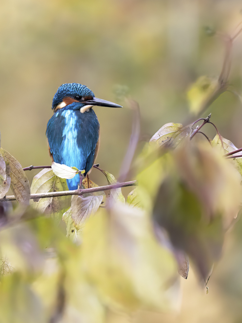 Eisvogel an der Erft