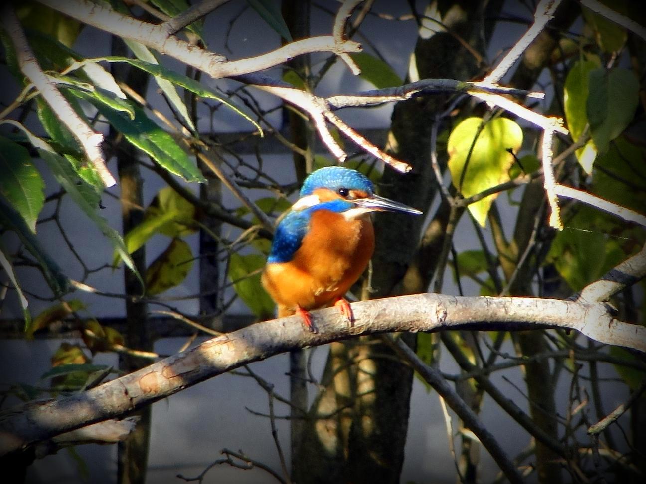 Eisvogel an der Gailach im Altmühltal