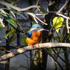 Eisvogel an der Gailach im Altmühltal