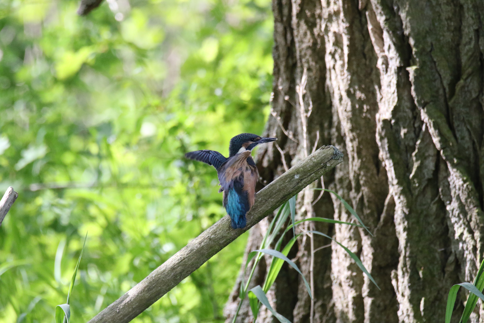 Eisvogel an der Gersprenz