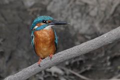 "EISVOGEL" an der Gründlach