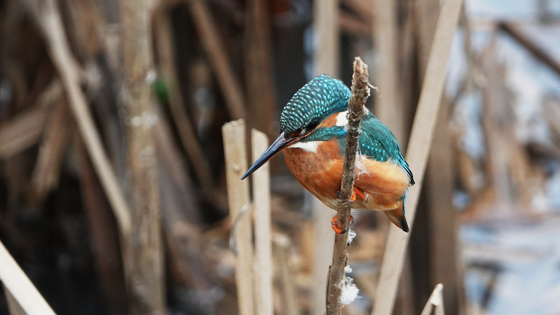 Eisvogel an der Jagst