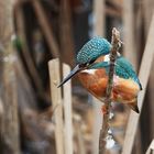 Eisvogel an der Jagst