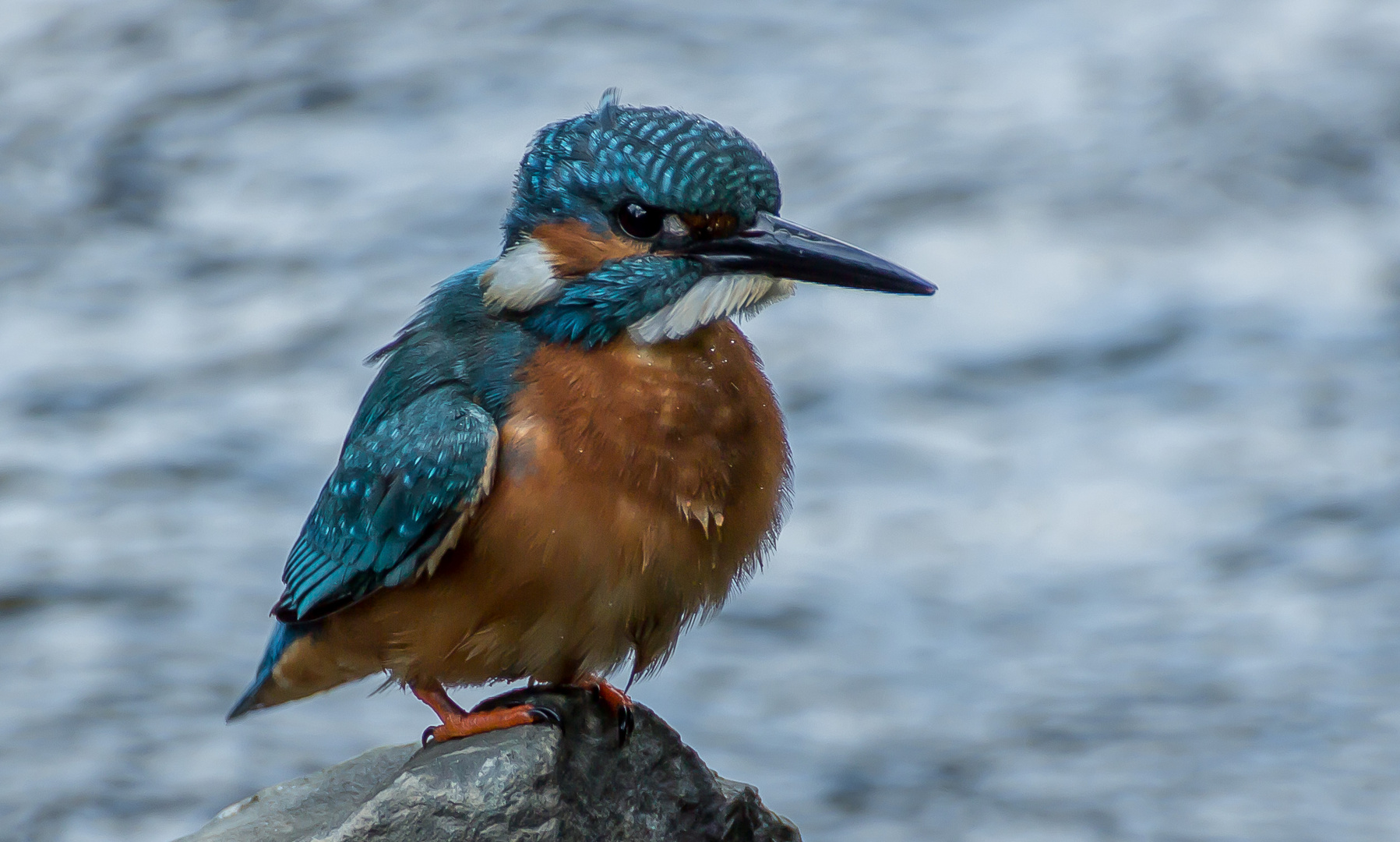 Eisvogel an der Lenne