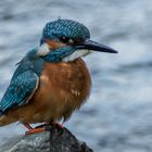 Eisvogel an der Lenne