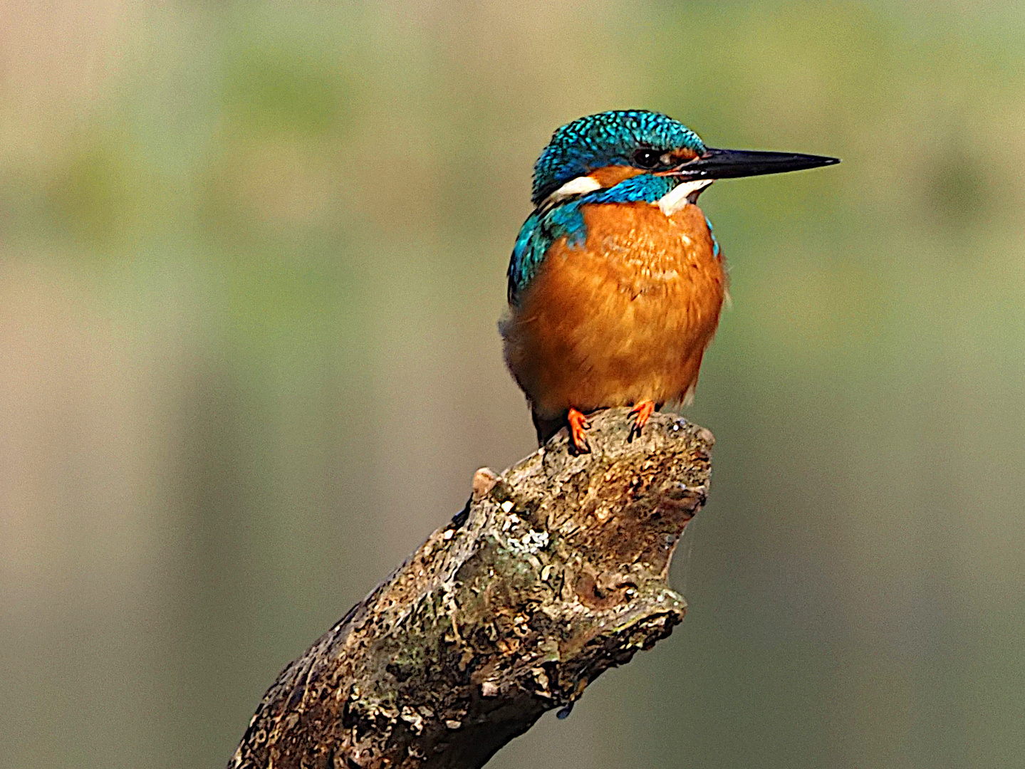 Eisvogel an der Löcknitz