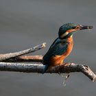 Eisvogel an der Müritz