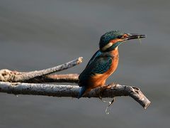 Eisvogel an der Müritz